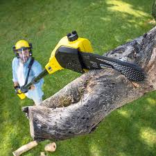 Best Hazardous Tree Removal  in Rexland Acres, CA