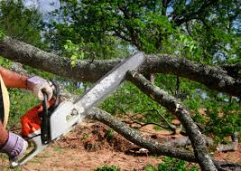 Rexland Acres, CA Tree Care Company