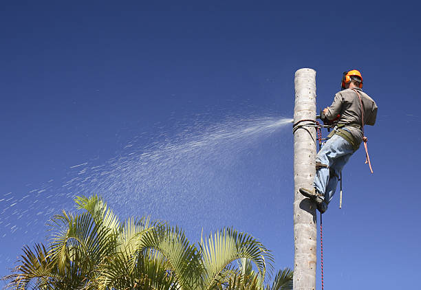 Lawn Maintenance Plans in Rexland Acres, CA