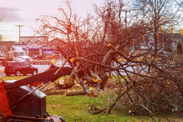 Best Tree Removal  in Rexland Acres, CA