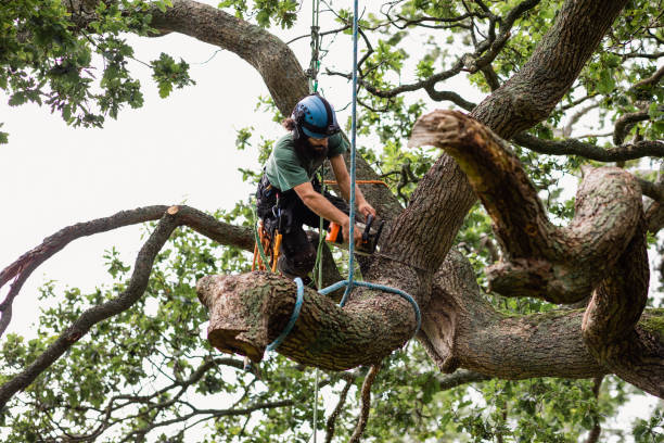 Best Firewood Processing and Delivery  in Rexland Acres, CA