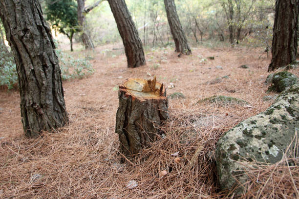 How Our Tree Care Process Works  in  Rexland Acres, CA