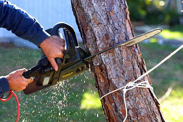 Best Leaf Removal  in Rexland Acres, CA