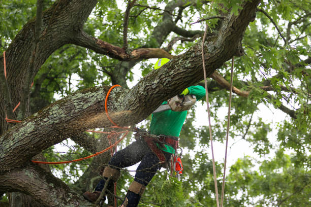 Best Tree Maintenance Programs  in Rexland Acres, CA