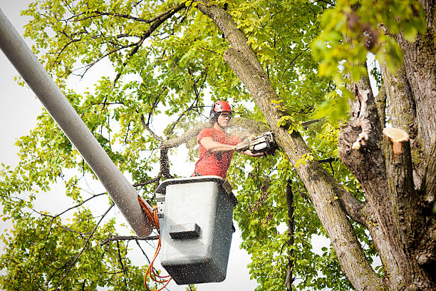 Best Tree Mulching  in Rexland Acres, CA