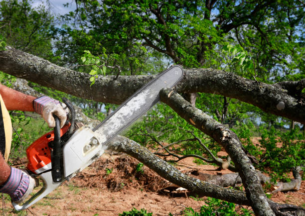 Leaf Removal in Rexland Acres, CA