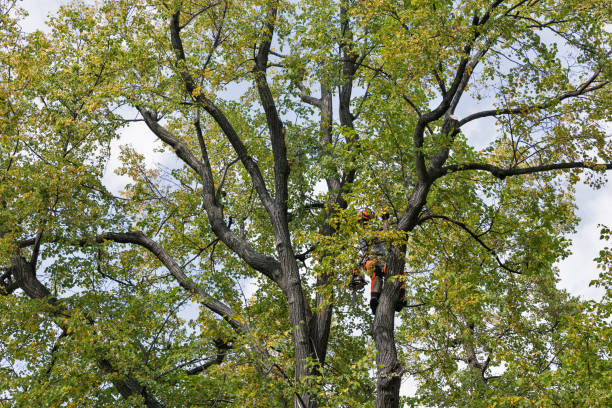 Best Emergency Tree Removal  in Rexland Acres, CA